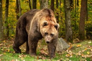 oso ponderoso de leon