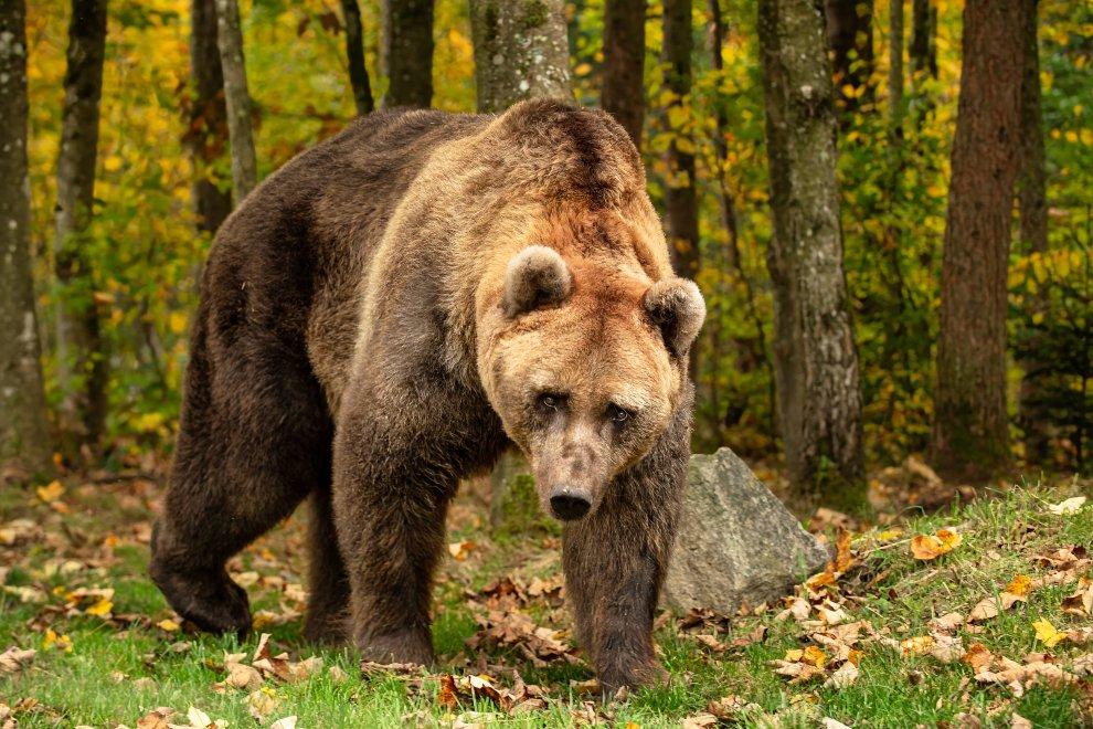 oso ponderoso de leon