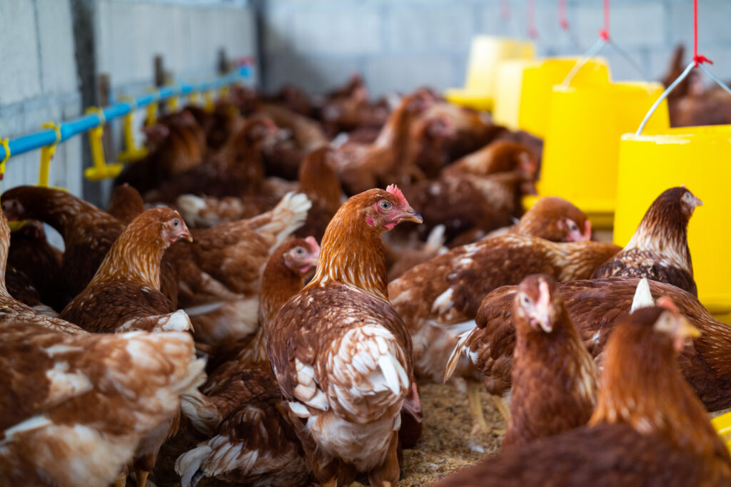 Villabraz albergará una de las mayores granjas de gallinas camperas de León
